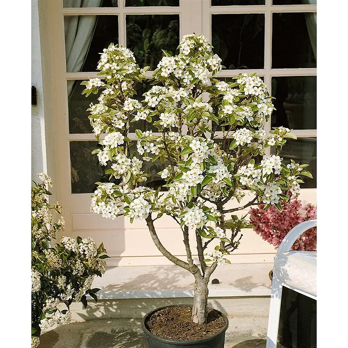 Pflanzen für dich Obstbaum 60cm - Pyrus communis - Ein kleiner Topfbaum mit weißen Blüten und grünen Blättern auf einer Terrasse.