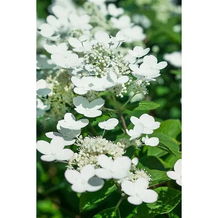 Pflanzen für dich Rispen-Hortensie 60-80 cm - Hydrangea paniculata 'Early Sensation', Weiß - Weiße Blütencluster mit größeren äußeren Blütenblättern und kleineren zentralen Knospen, inmitten von grünem Laub.