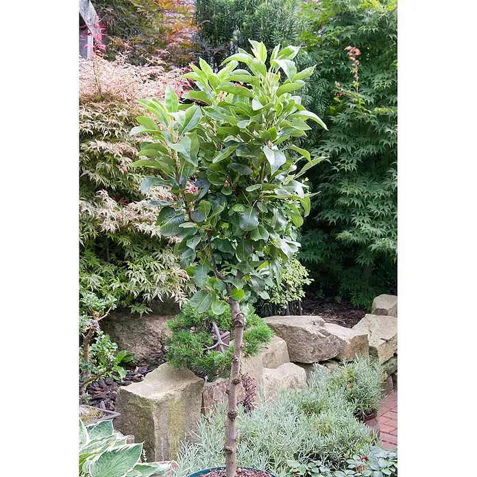 Pflanzen für dich Obstbaum 60cm - Pyrus communis - Kleiner, aufrechter Baum mit saftig grünen Blättern und braunem Stamm, in einem Garten zwischen anderen Pflanzen und Steinen gepflanzt.