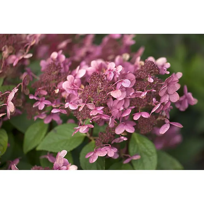 Pflanzen für dich Rispen-Hortensie 60-80 cm - Hydrangea paniculata 'Early Sensation', Weiß - Bündel tiefrosa Blüten, teils geöffnet, teils als Knospen.