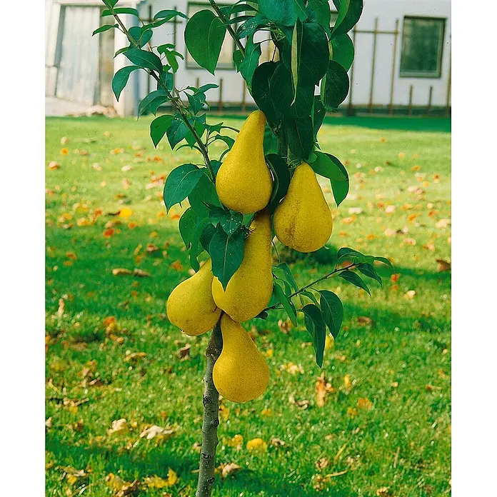 Pflanzen für dich Obstbaum 60cm - Pyrus communis - Ein junger Birnbaum mit leuchtend grünen Blättern und mehreren reifen, goldgelben Birnen an seinen Zweigen.