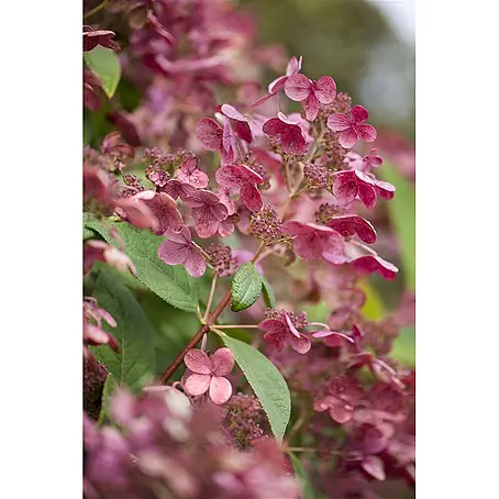 Pflanzen für dich  Rispen-Hortensie 60-80 cm