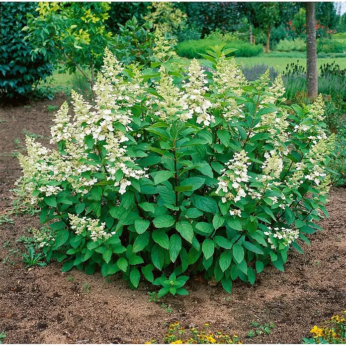 Pflanzen für dich Rispen-Hortensie 40-60 cm - Hydrangea paniculata 'Tardiva', Weiß - Ein buschiger grüner Rispenhortensienstrauch mit reichlich weißen, kegelförmigen Blütenständen im Gartenbeet.