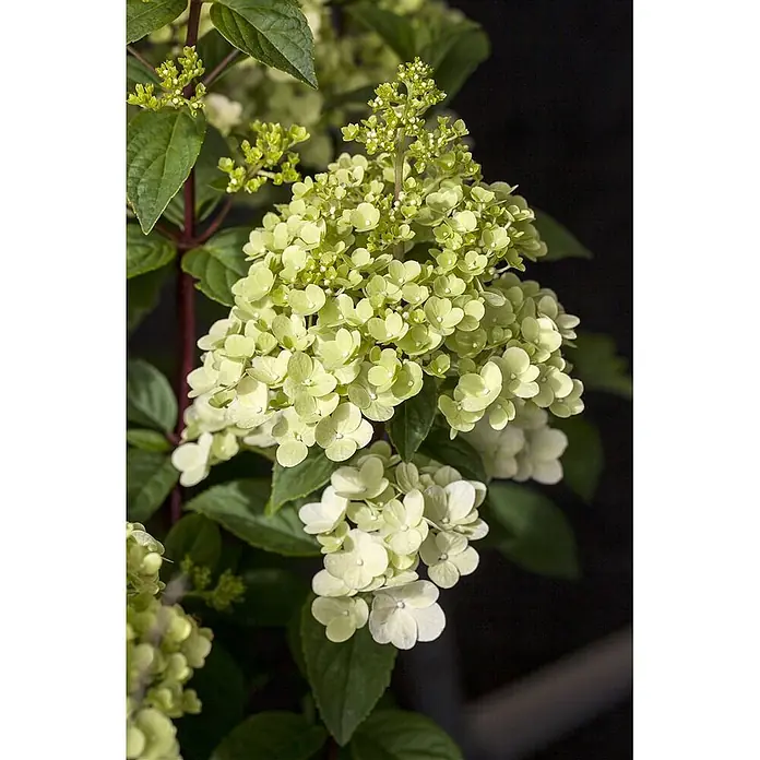 Pflanzen für dich Rispen-Hortensie 40-60 cm - Hydrangea paniculata 'Silver Dollar', Weiß - Leuchtende grün-weiße Hortensienblüten in verschiedenen Blühstadien mit dunkelgrünen Blättern.