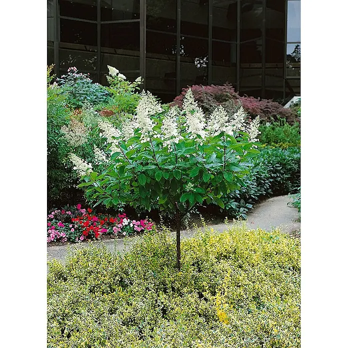 Pflanzen für dich Rispen-Hortensie 40-60 cm - Hydrangea paniculata 'Tardiva', Weiß - Weißblühende Rispenhortensie als Hochstamm in einem üppigen Garten gepflanzt.