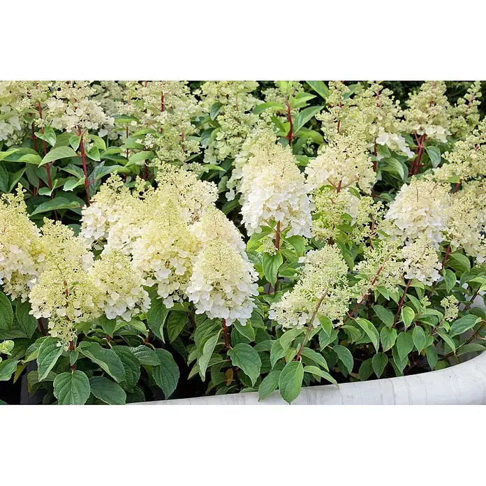 Pflanzen für dich Rispen-Hortensie 40-60 cm - Hydrangea paniculata 'Silver Dollar', Weiß - Üppige Pflanze mit weißen und hellgrünen konischen Blüten und leuchtend grünen Blättern.
