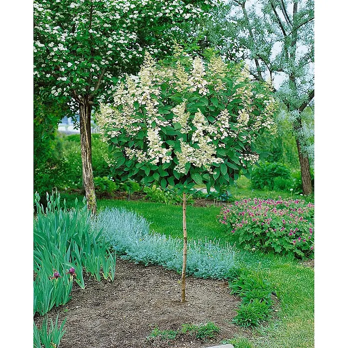 Pflanzen für dich Rispen-Hortensie 40-60 cm - Hydrangea paniculata 'Tardiva', Weiß - Blühender weißer Rispenhortensien-Baum (Hydrangea paniculata) mit runder Blütenkrone, im Garten wachsend.