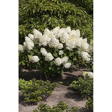 Pflanzen für dich  Rispen-Hortensie 40-60 cm