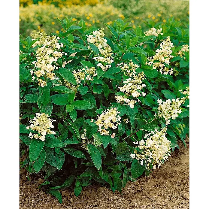 Pflanzen für dich Rispen-Hortensie 40-60 cm - Hydrangea paniculata 'Tardiva', Weiß - Ein kompakter Busch mit grünen Blättern und zahlreichen cremefarbenen, kegelförmigen Blütenständen, in brauner Erde wachsend.