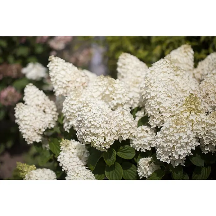 Pflanzen für dich Rispen-Hortensie 40-60 cm - Hydrangea paniculata 'Silver Dollar', Weiß - Weiße, konische Hortensienblüten blühen dicht an einem grünen Busch im natürlichen Licht.