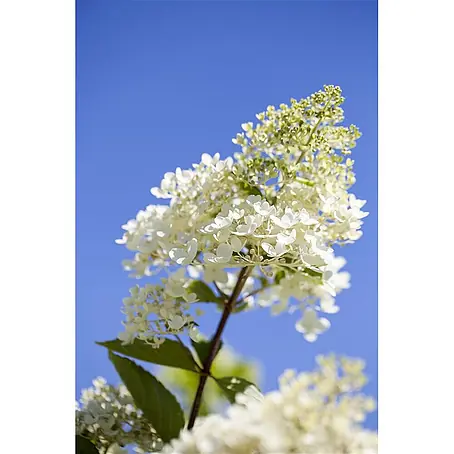 Pflanzen für dich  Rispen-Hortensie Rispenhortensie