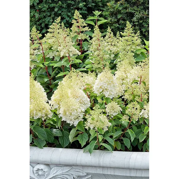 Pflanzen für dich Rispen-Hortensie 40-60 cm - Hydrangea paniculata 'Silver Dollar', Weiß - Weiße und lindgrüne kegelförmige Hortensienblüten mit grünen Blättern und rötlichen Stielen, in einem Gartenkübel wachsend.