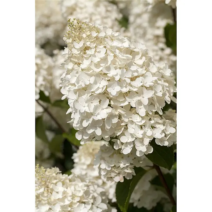Pflanzen für dich Rispen-Hortensie 40-60 cm - Hydrangea paniculata 'Silver Dollar', Weiß - Nahaufnahme einer großen, konischen Gruppe weißer Hortensienblüten.