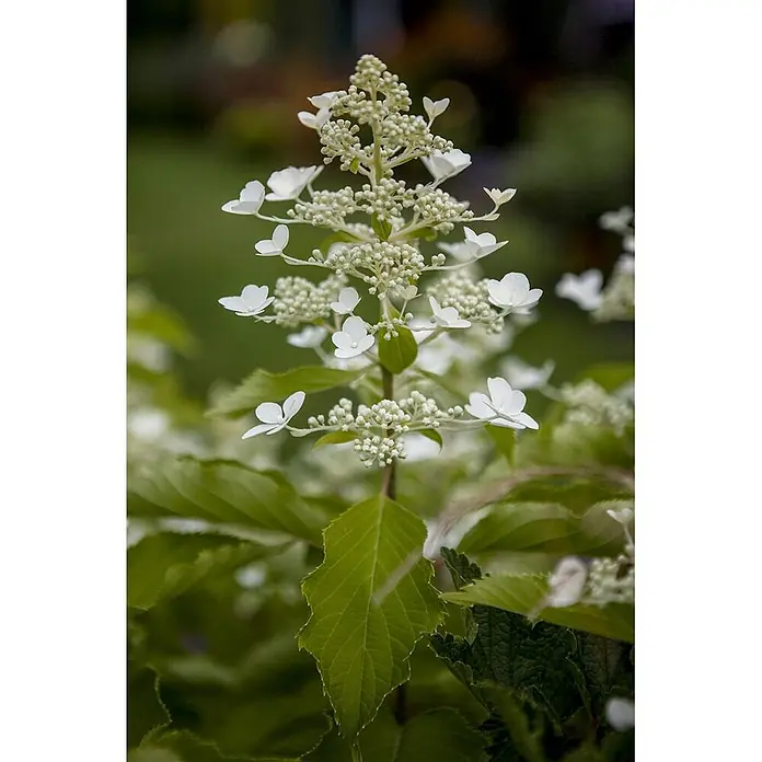 Pflanzen für dich Rispen-Hortensie 40-60 cm - Hydrangea paniculata 'Butterfly', Weiß - Weißer Rispen-Hortensienblütenstand mit kleinen Knospen und geöffneten sternförmigen Blüten.