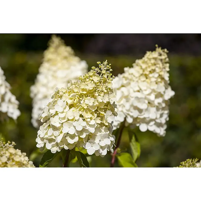 Pflanzen für dich Rispen-Hortensie 60-80 cm - Hydrangea paniculata 'Magical Moonlight', Weiß - Weiße und hellgelbe kegelförmige Hortensienrispen in voller Blüte.
