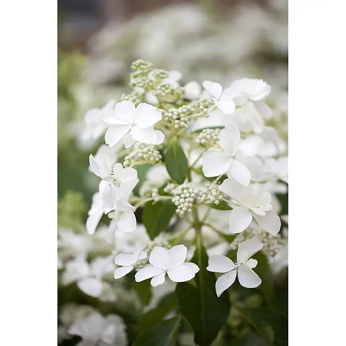 Pflanzen für dich Rispen-Hortensie 40-60 cm - Hydrangea paniculata 'Butterfly', Weiß - Weiße Blütenpflanze mit zarten Blüten und grünen Knospen.