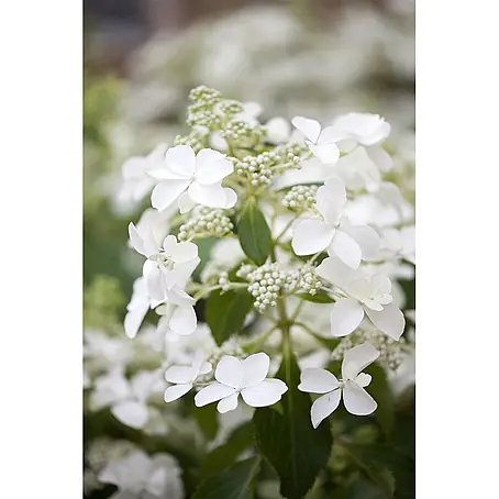 Pflanzen für dich  Rispen-Hortensie 40-60 cm