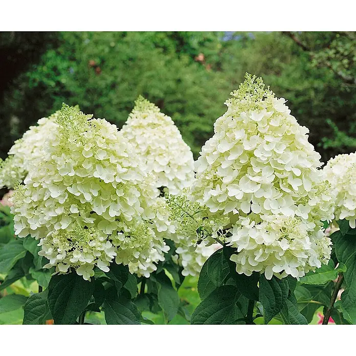 Pflanzen für dich Rispen-Hortensie 40-60 cm - Hydrangea paniculata 'Magical Candle', Creme - Weiße und hellgrüne kegelförmige Hortensienblüten mit dunkelgrünen Blättern.