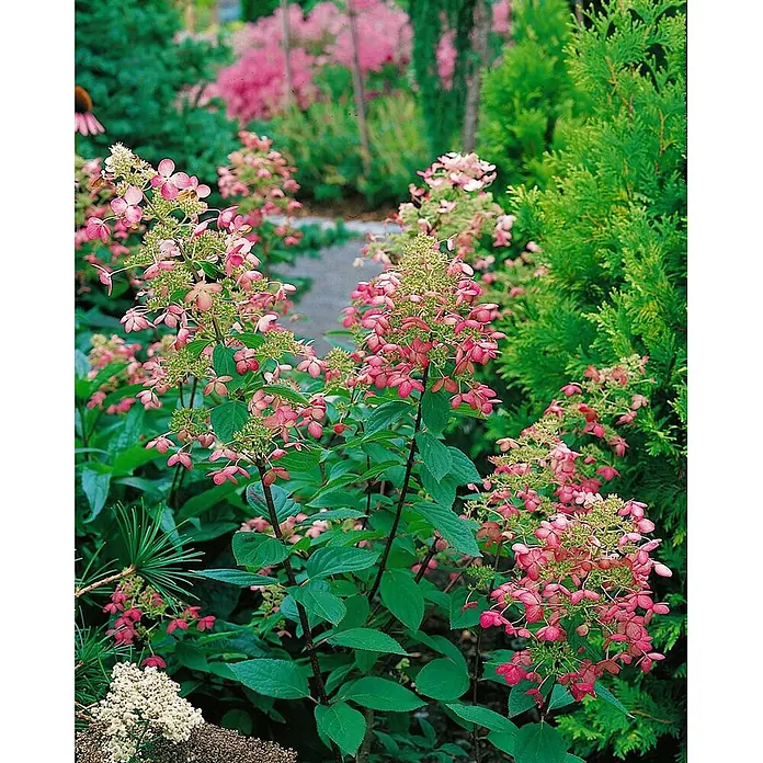 Pflanzen für dich Rispen-Hortensie 100-125 cm - Hydrangea paniculata 'Unique', Weiß - Lebhafte rosa-grüne Hortensienblüten mit dunkelgrünen Blättern in einem üppigen Garten.