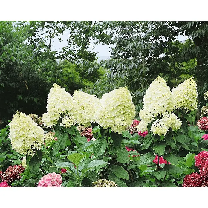 Pflanzen für dich Rispen-Hortensie 60-80 cm - Hydrangea paniculata 'Magical Moonlight', Weiß - Üppiger Busch mit zahlreichen kegelförmigen hellgrünen und cremefarbenen Hortensienblüten, darunter einige rosafarbene und rote Blüten.