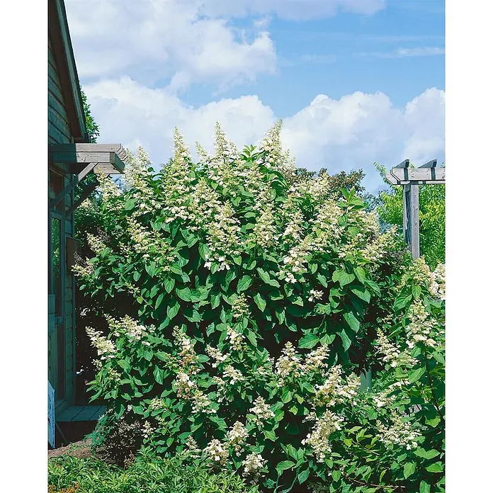 Pflanzen für dich Rispen-Hortensie 100-125 cm - Hydrangea paniculata 'Unique', Weiß - Großer, reich blühender Rispenhortensienstrauch mit weißen Blüten, neben Holzhaus und Pergola unter blauem Himmel gepflanzt.