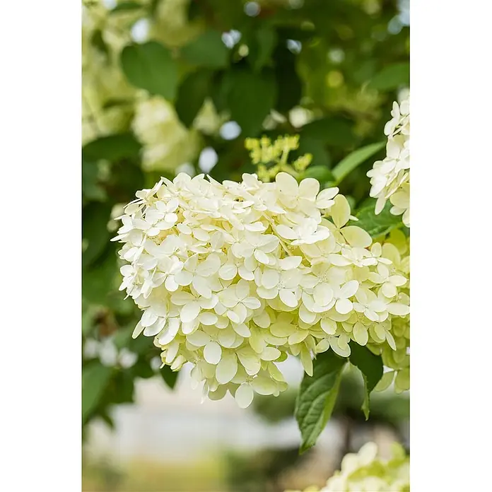 Pflanzen für dich Rispen-Hortensie 60-80 cm - Hydrangea paniculata 'Magical Moonlight', Weiß - Nahaufnahme einer weißen Hortensienblüte.