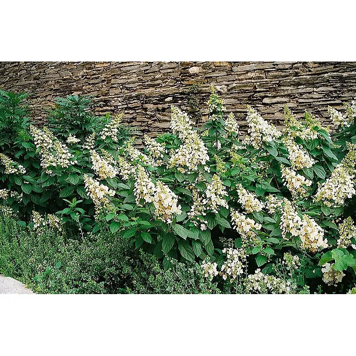Pflanzen für dich Rispen-Hortensie 100-125 cm - Hydrangea paniculata 'Unique', Weiß - Blühender Strauch mit kegelförmigen weißen Blüten und dunkelgrünen Blättern in einer Gartenumgebung.