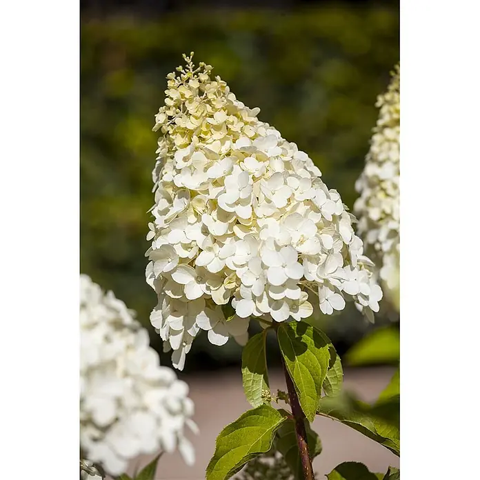 Pflanzen für dich Rispen-Hortensie 60-80 cm - Hydrangea paniculata 'Magical Moonlight', Weiß - Nahaufnahme einer weiß-hellgelben kegelförmigen Hortensienblüte mit grünen Blättern.