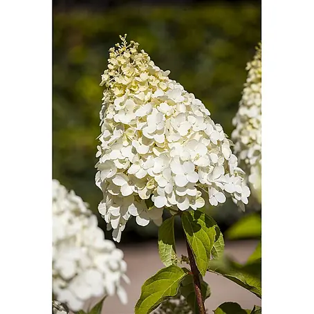 Pflanzen für dich  Rispen-Hortensie 60-80 cm