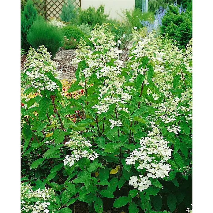 Pflanzen für dich Rispen-Hortensie 100-125 cm - Hydrangea paniculata 'Unique', Weiß - Weiße Rispenhortensien mit grünen Blättern und zahlreichen kegelförmigen weißen Blütenständen in einem Garten.