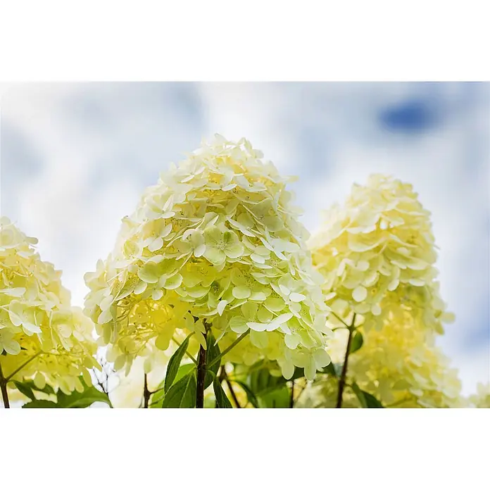 Pflanzen für dich Rispen-Hortensie 60-80 cm - Hydrangea paniculata 'Magical Moonlight', Weiß - Hellgelb-grüne konische Hortensienblüten blühen unter hellem Himmel.
