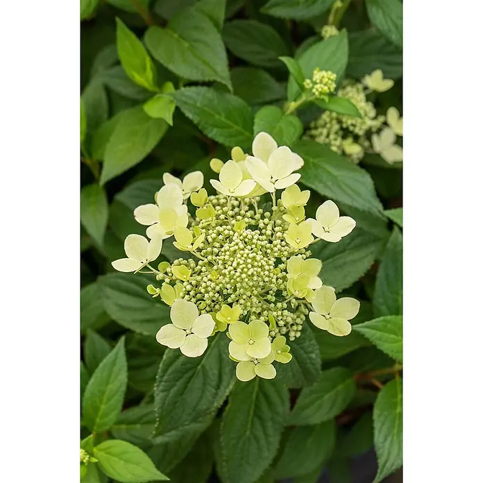 Pflanzen für dich Rispen-Hortensie 40-60 cm - Hydrangea paniculata 'CONFETTI', Weiß - Üppige Pflanze mit cremeweißen bis hellgrünen, hortensienartigen Blüten inmitten ihres dunkelgrünen Laubs.