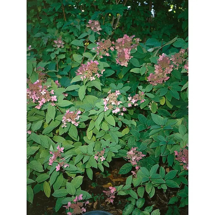 Pflanzen für dich Rispen-Hortensie 40-60 cm - Hydrangea paniculata 'Pink Diamond', Rosa - Blühender Strauch mit grünen Blättern und zahlreichen rosa Blütenbüscheln.