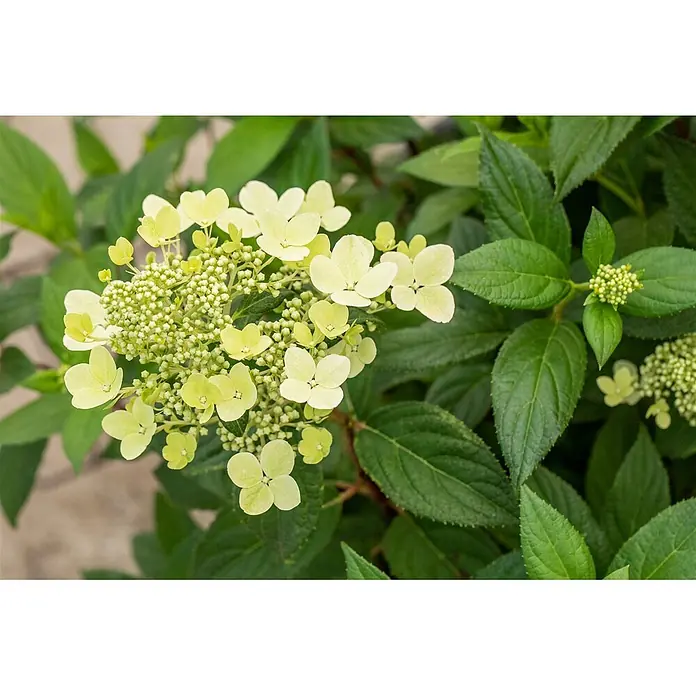 Pflanzen für dich Rispen-Hortensie 40-60 cm - Hydrangea paniculata 'CONFETTI', Weiß - Nahaufnahme einer Pflanze mit hellgrünen, flachblättrigen Blüten und vielen kleinen, runden Knospen zwischen dunkelgrünen Blättern.