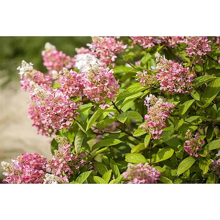 Pflanzen für dich  Rispen-Hortensie 40-60 cm