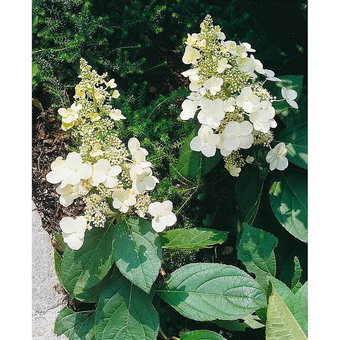 Pflanzen für dich Rispen-Hortensie 40-60 cm - Hydrangea paniculata 'CONFETTI', Weiß - Pflanze mit weißen kegelförmigen Blüten und grünen Blättern, die im Garten blüht.