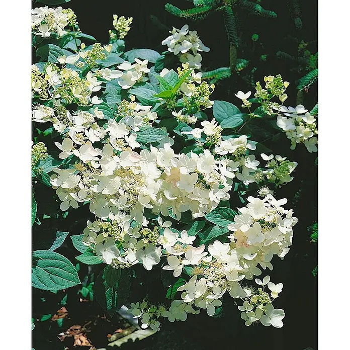 Pflanzen für dich Rispen-Hortensie 40-60 cm - Hydrangea paniculata 'Pink Diamond', Rosa - Üppige weiße Blütenpflanze mit leuchtend grünen Blättern.
