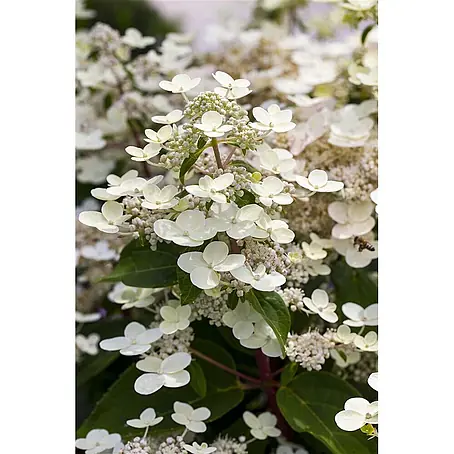 Pflanzen für dich  Rispen-Hortensie 40-60 cm