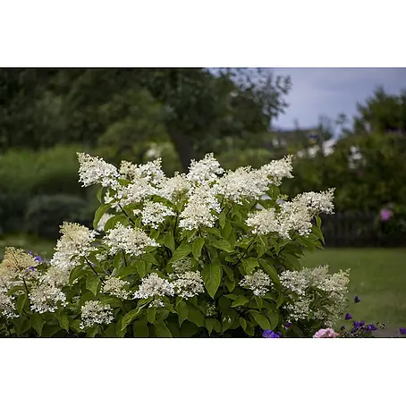 Pflanzen für dich  Rispen-Hortensie 100-125 cm