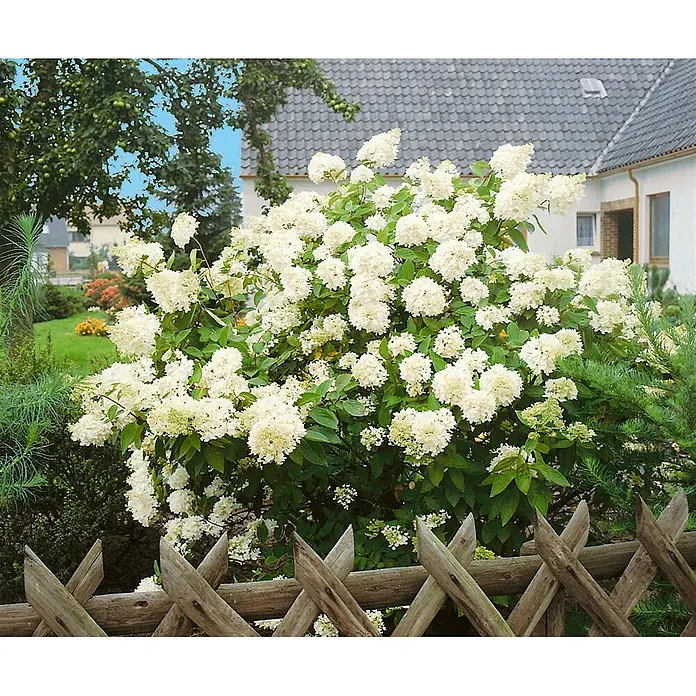 Pflanzen für dich Rispen-Hortensie 60-100 cm - Hydrangea paniculata 'Grandiflora', Weiß - Üppiger weißer Hortensienstrauch in voller Blüte im Garten, mit Holzzaun im Vordergrund.