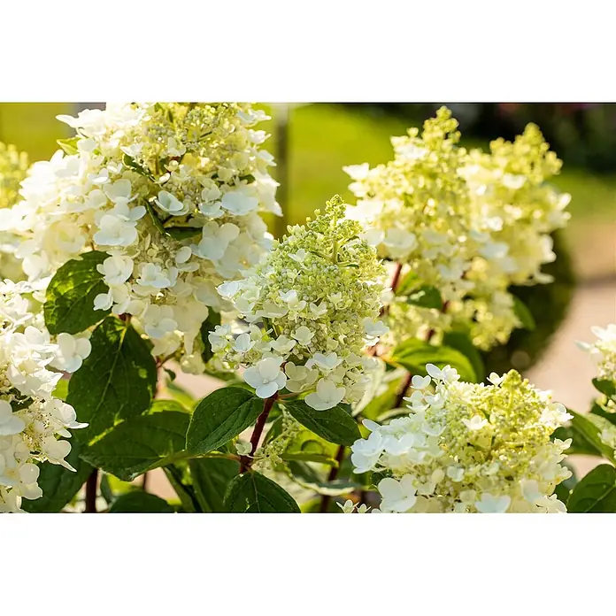 Pflanzen für dich Rispen-Hortensie 40-60 cm - Hydrangea paniculata 'Baby Lace', Weiß - Nahaufnahme weißer und hellgrüner Rispenhortensienblüten an einem Strauch.
