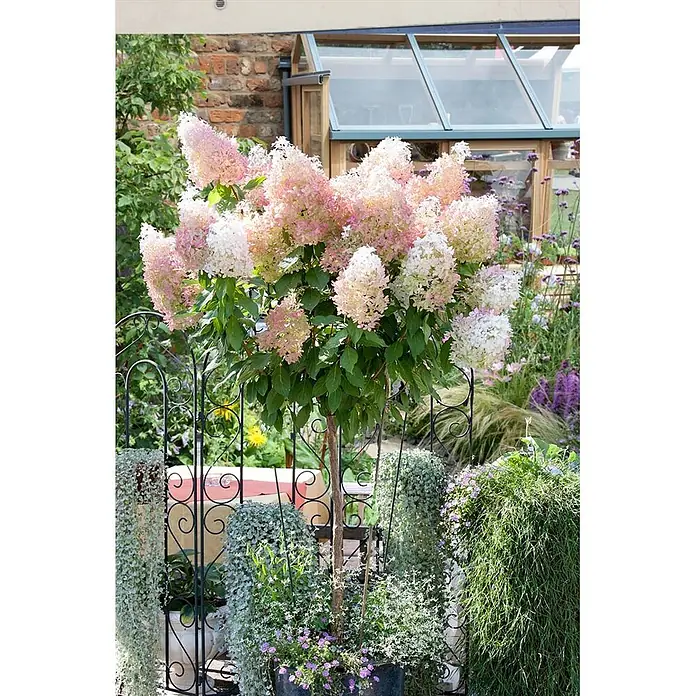 Pflanzen für dich Rispen-Hortensie 60-100 cm - Hydrangea paniculata 'Grandiflora', Weiß - Rosafarbener und weißer Rispen-Hortensienbaum im dunklen Topf, üppig blühend in einer Gartenumgebung.