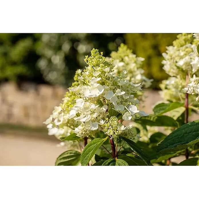 Pflanzen für dich Rispen-Hortensie 40-60 cm - Hydrangea paniculata 'Baby Lace', Weiß - Nahaufnahme von weißen und hellgrünen Rispenhortensienblüten, die in einem Garten blühen.