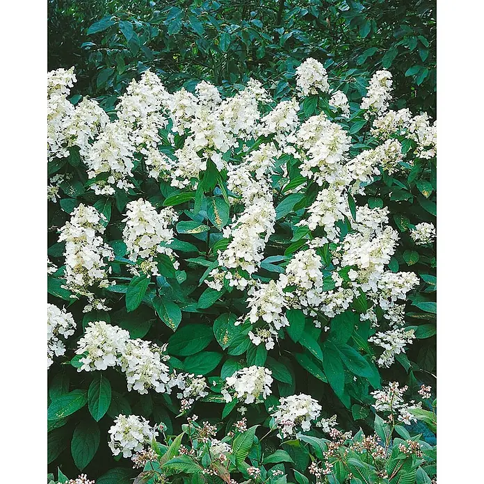 Pflanzen für dich Rispen-Hortensie 60-100 cm - Hydrangea paniculata 'Grandiflora', Weiß - Üppiger Blütenstrauch mit zahlreichen weißen Blütenständen und dunkelgrünen Blättern.