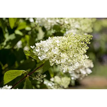 Pflanzen für dich  Rispen-Hortensie 40-60 cm