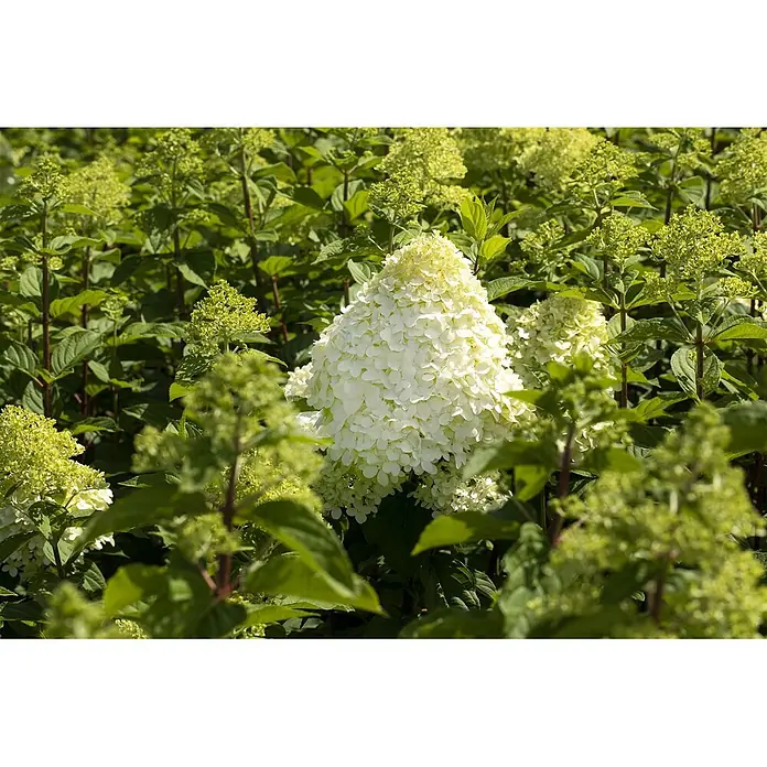 Pflanzen für dich Rispen-Hortensie 60-100 cm - Hydrangea paniculata 'Grandiflora', Weiß - Große weiße konische Hortensienblüte, umgeben von grünem Laub und kleineren lindgrünen Blüten.