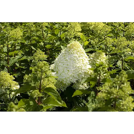 Pflanzen für dich  Rispen-Hortensie 60-100 cm