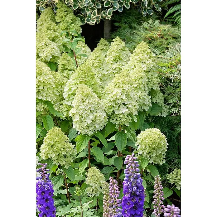 Pflanzen für dich Rispen-Hortensie 40-60 cm - Hydrangea paniculata 'Bombshell', Weiß - Üppiger Garten mit hellgrünen Rispenhortensien und leuchtend violetten Blüten im Vordergrund.