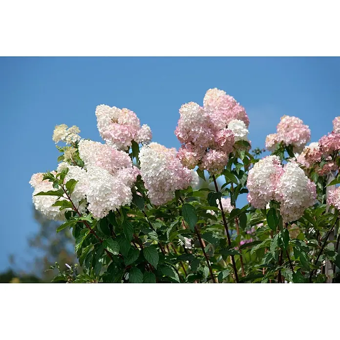 Pflanzen für dich Rispen-Hortensie 60-100 cm - Hydrangea paniculata 'Grandiflora', Weiß - Nahaufnahme eines Busches mit zahlreichen rosa-weißen Hortensienblüten vor blauem Himmel.