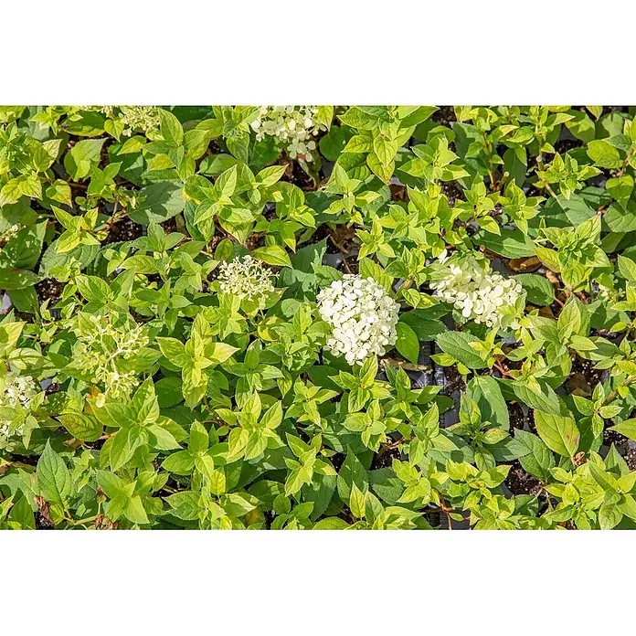 Pflanzen für dich Rispen-Hortensie 40-60 cm - Hydrangea paniculata 'Bombshell', Weiß - Dichte grüne Pflanzen mit Büscheln kleiner weißer Blüten.